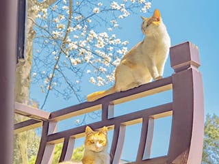 《春日里的花与猫》摄影趣图欣赏