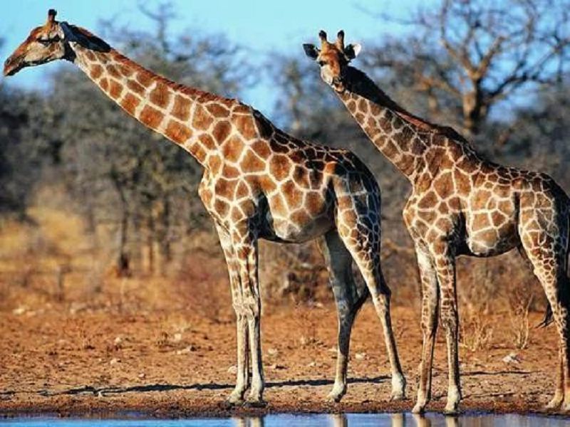 高高的长颈鹿儿童画