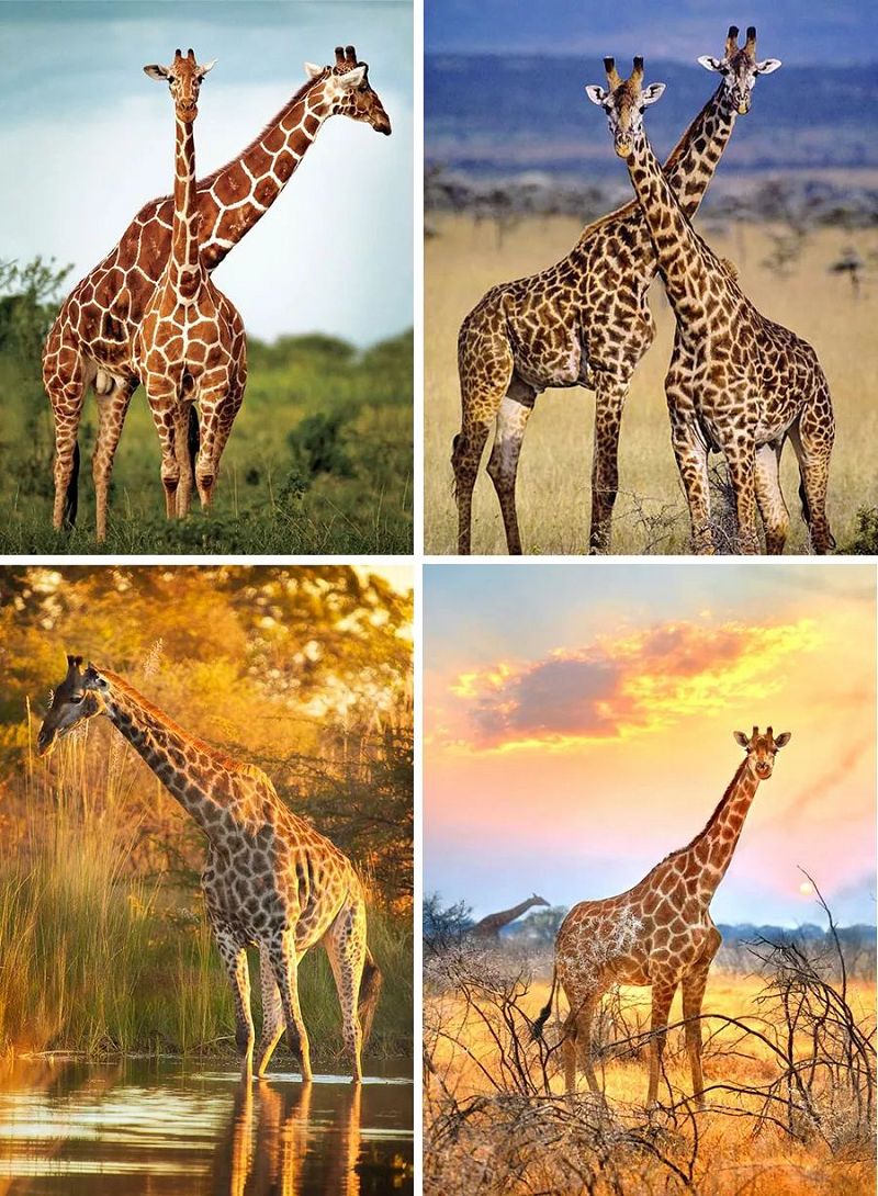 高高的长颈鹿儿童画