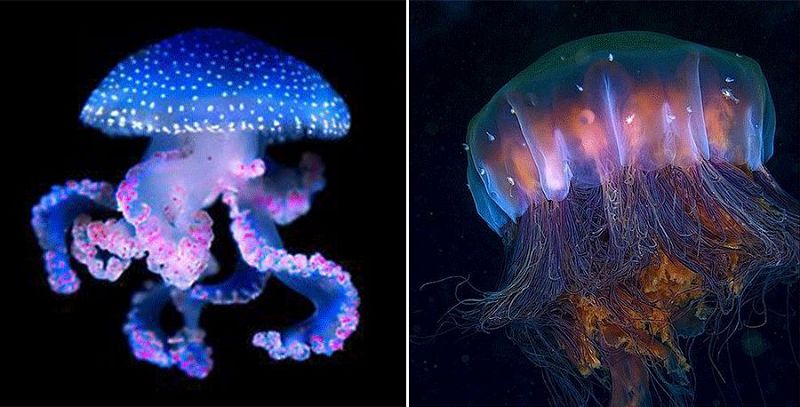 海洋里的水母少儿创意美术