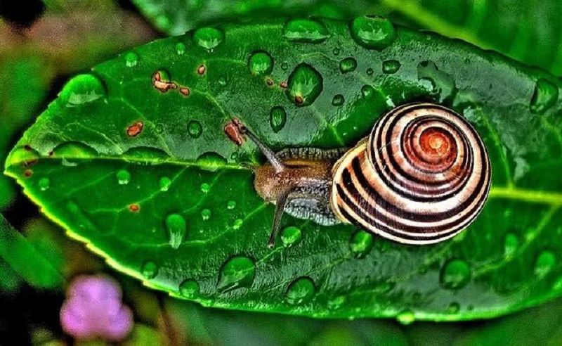 树叶上的蜗牛少儿创意美术