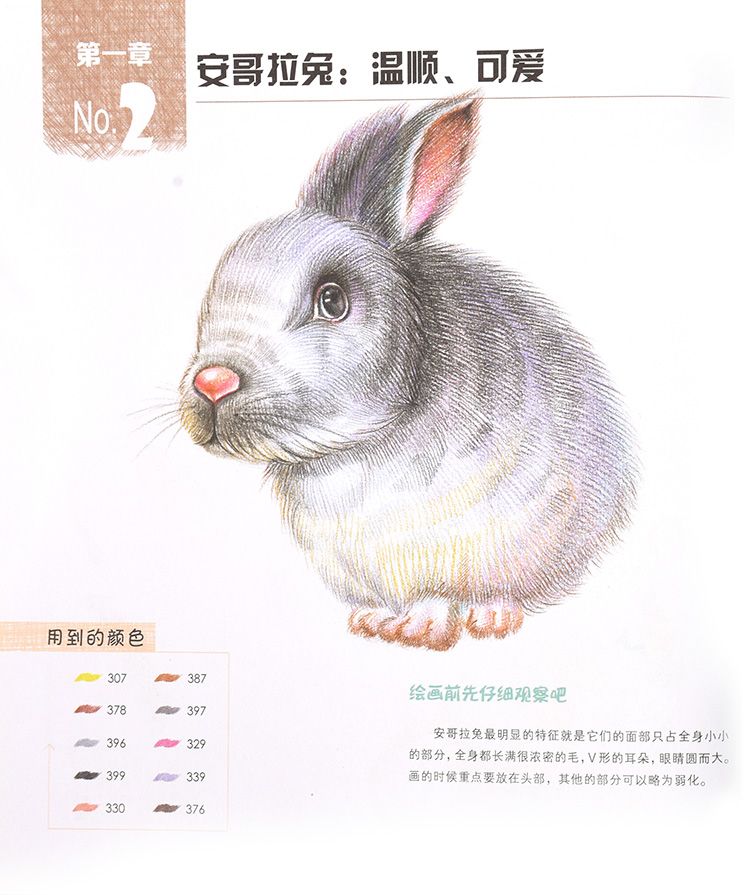 彩色铅笔安哥拉兔