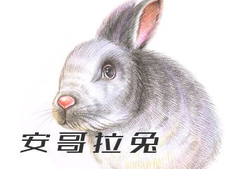 手绘彩色铅笔教程之温顺可爱《安哥拉兔》2